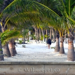 Scenic palms