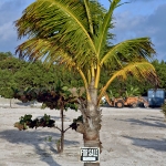 Palm tree For Sale