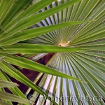 Gorgeous Palms