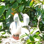 The Red Footed Booby