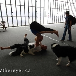 Play with the doggies and yogaFLIGHT