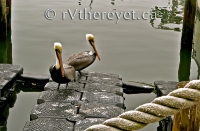 Pelican buddies