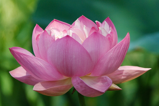 Lotus Flower Inspiration